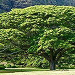 【ハワイ語を学ぼう】 kumulā’au（クムラーアウ）
