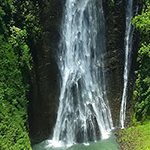 【ハワイ語を学ぼう】ulu lā’au（ウル・ラーアウ）