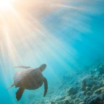 【Hawaii Lifestyle Photo Award 2016】 歴代最多の応募総数を記録！栄えある受賞作品を発表！