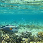 【NO SURF, NO LIFE】海水浴で役立つ！ウニ、クラゲ、アカエイなどに刺された時の対処法をご紹介