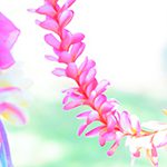 【Body Making for Hula】しなやかな体をつくる12ステップ　Step8 骨盤を支える筋肉を鍛える