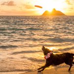 【Hawaii Lifestyle Photo Award 2018】10周年目の「ハワイ手帳2019」を彩る受賞作品を発表!