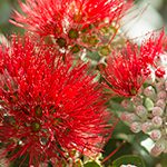 【ハワイの花のある暮らし】ハワイ島の花、オヒアレフア①