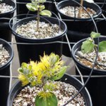 【ハワイの花のある暮らし】ハワイ島の花、オヒアレフア②