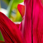 【ハワイの花のある暮らし】ハワイ文化に根付いている重要な木、ティー