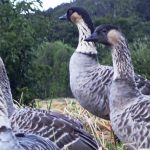 【ハワイ固有の鳥たちに出会う旅】長谷川久美子さんと過ごした、ハワイ島の世界が深まる旅