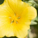 【ハワイの花のある暮らし】オアフ島の島花で王族にのみ許されたレイの花「イリマ」