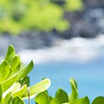 【ハワイの花のある暮らし】愛の神話が有名な山と海のNaupaka(ナウパカ)