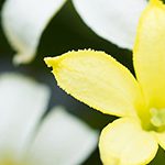 【ハワイの花のある暮らし】絶滅したと思われていた固有種の復活のお話 Alula(アルラ)