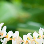 【ハワイの花のある暮らし】みんな大好きプルメリア(夏の管理編)