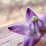 【ハワイの花のある暮らし】クラウンフラワーは王冠のカタチをしたレイフラワー