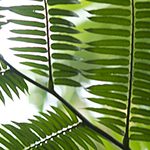 【ハワイの花のある暮らし】ハワイの大事な水源のフィルターを担うシダの仲間Hapu’u