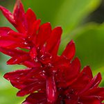 【ハワイの花のある暮らし】フラワーアレンジメントで人気のジンジャー