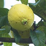 【ハワイの花のある暮らし】フラワーアレンジメントで人気のジンジャー