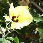 【ハワイの花のある暮らし】あの有名なレストランの名前の由来はハイビスカスの仲間のハウ