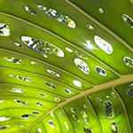 【ハワイの花のある暮らし】人気のモチーフのモンステラは日本でも育てやすい観葉植物