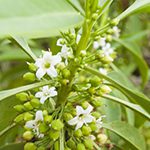 【ハワイの花のある暮らし】かつて世界に輸出していた絶滅危惧種のハワイ固有の木Naio