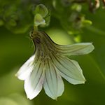 【ハワイの花のある暮らし】ナウパカは色々多様に進化していたNaupaka