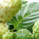 【ハワイの花のある暮らし】健康ジュースの元祖Noni