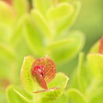 【ハワイの花のある暮らし】ハワイ固有のブルーベリーの仲間 オヘロベリー